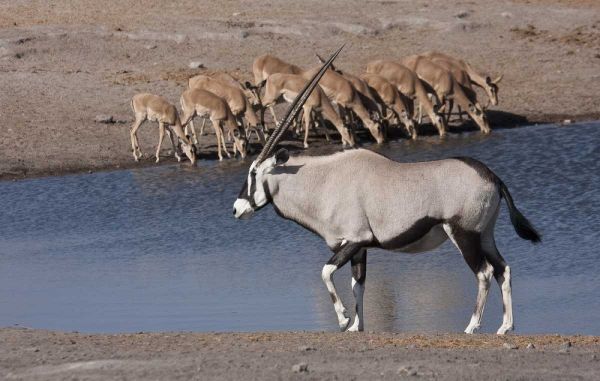 Namibia, Etosha NP Oryx and black-faced impala